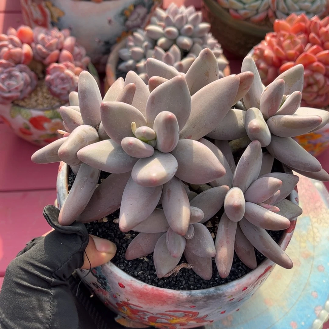 企鹅老桩一物一拍