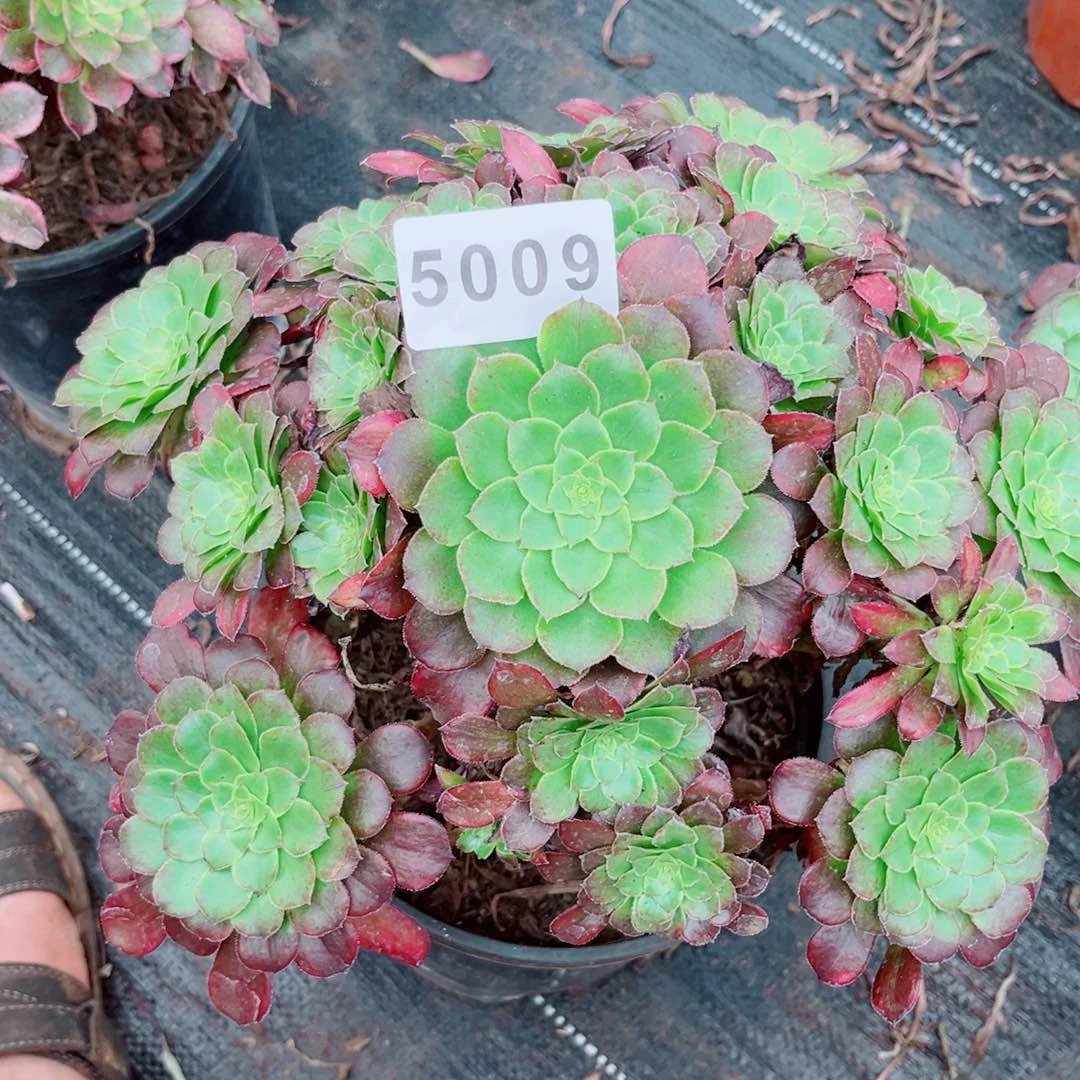 雪姬变多肉发货发货