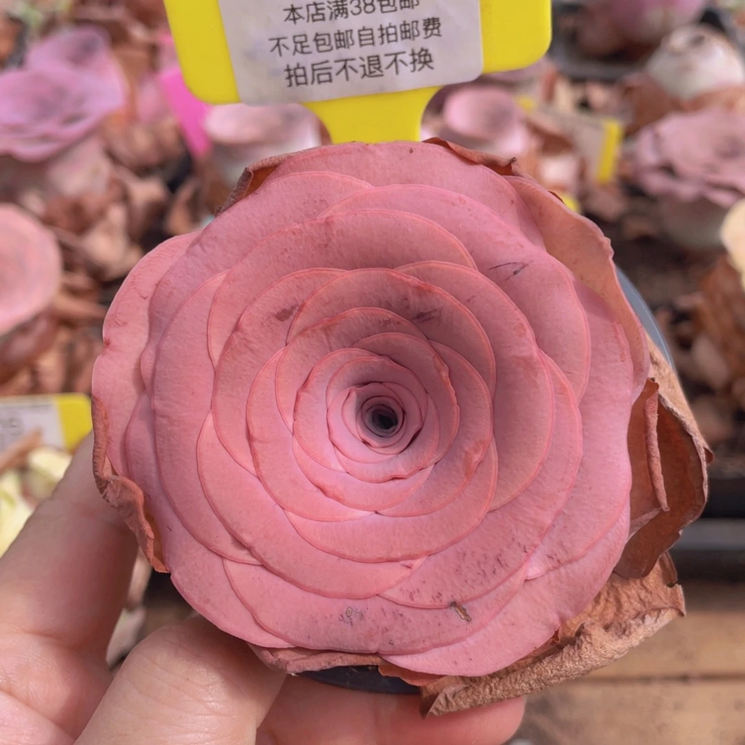 山地玫瑰217瑕疵品满38包邮偏远地区除外裸根发货