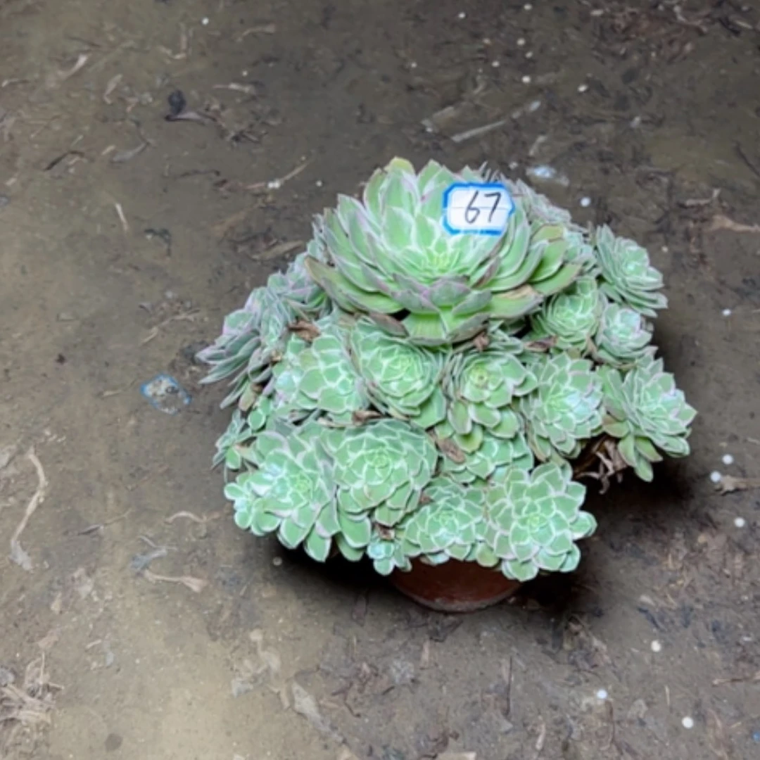 【闪购商品】水蜜桃67