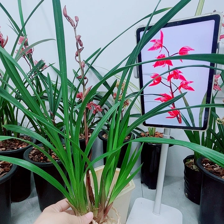 秋榜月亮女神三到4苗发货一花