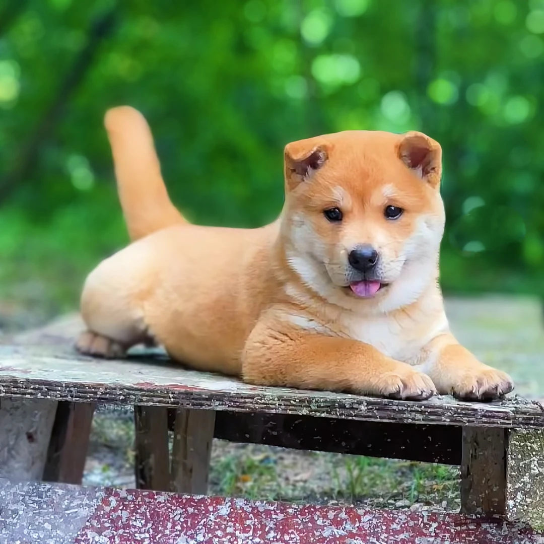 （小杜）土狗黄狗白狗大黄中华田园犬幼犬狗狗活体