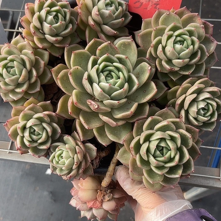 两单包邮，一物一拍白玫瑰33