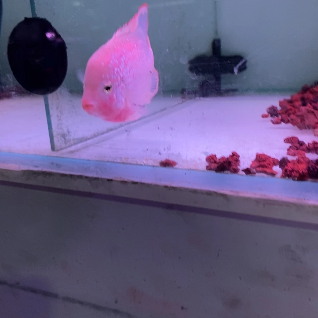 火***罗汉鱼古典火凤凰罗汉鱼观赏鱼