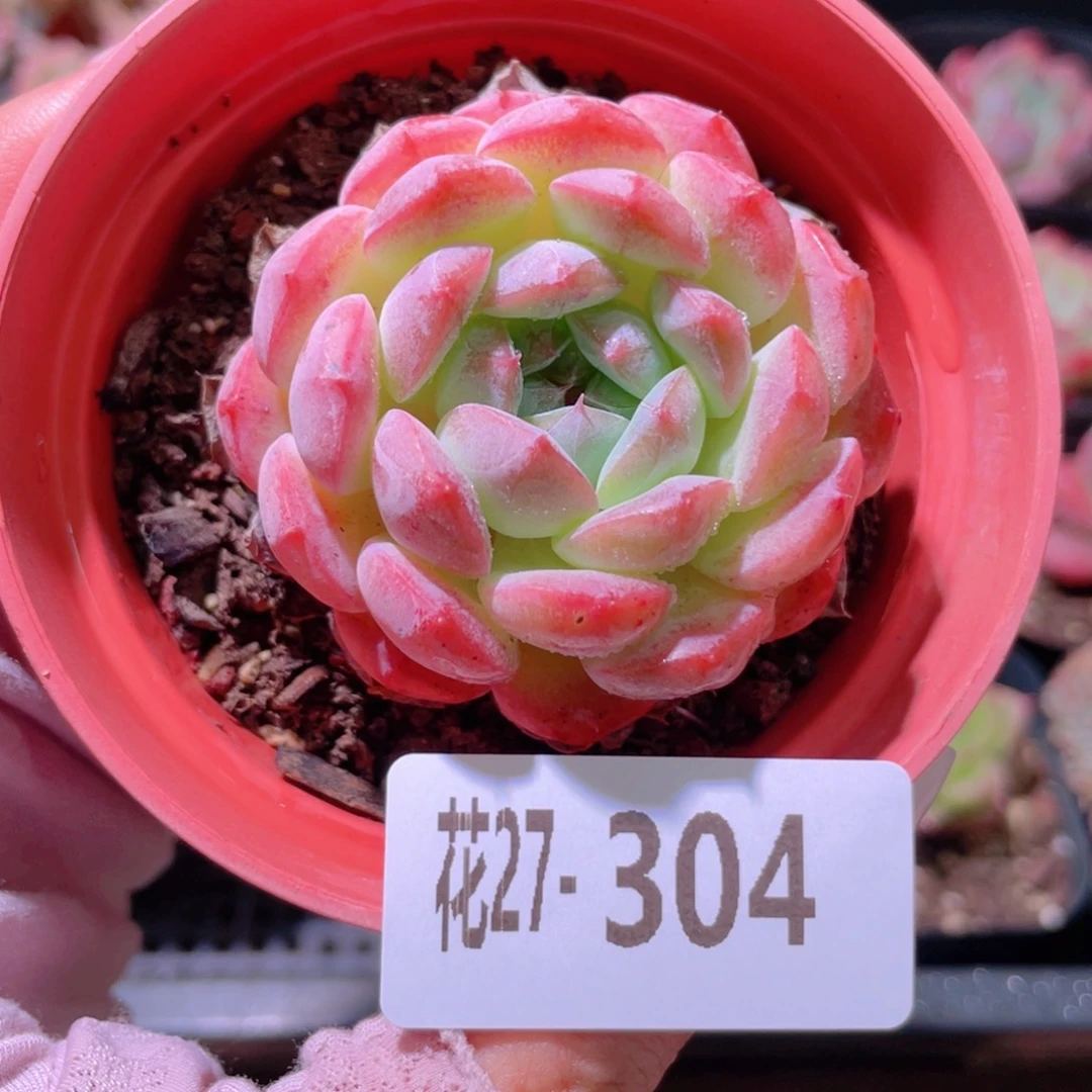 花利美27-304白桃汽水