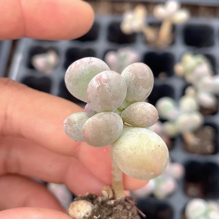 一我一拍那18包邮屁桃奶