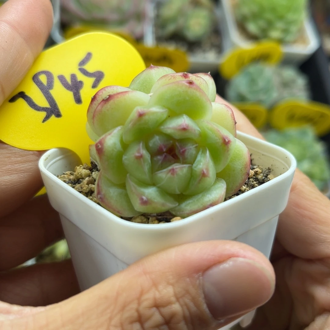 熊猫珍妮双头3945