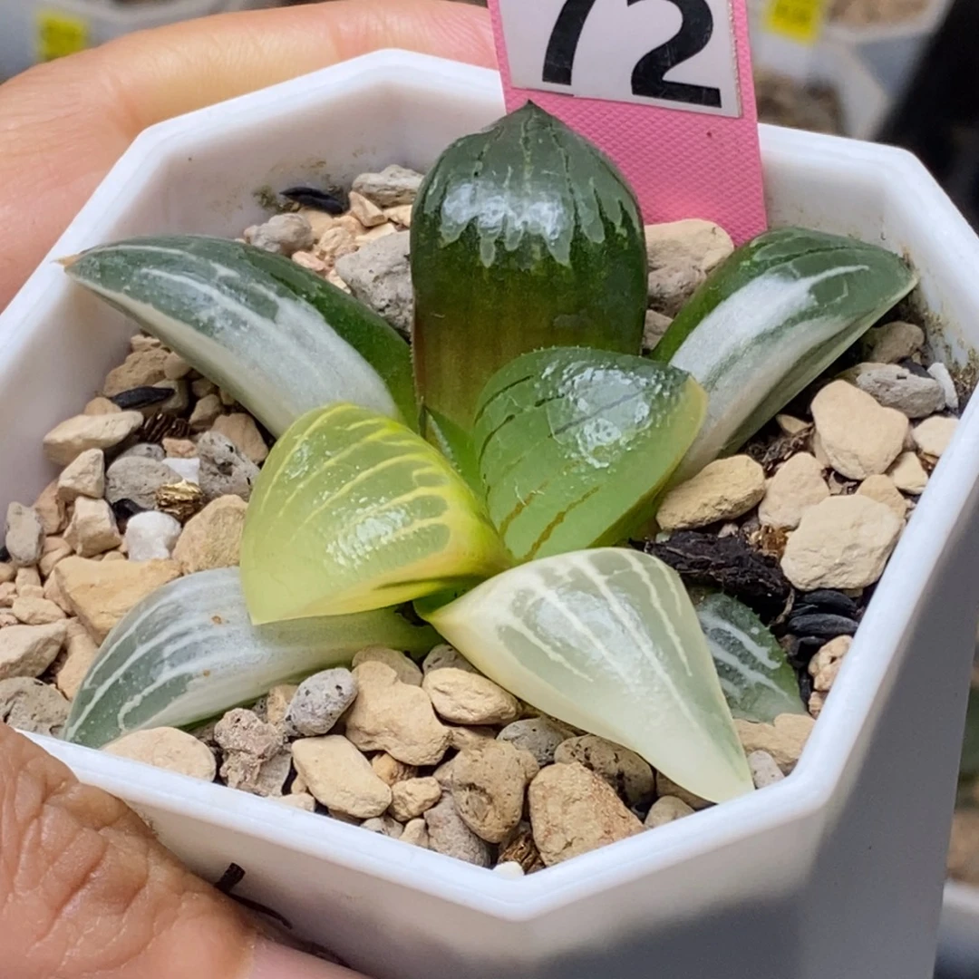 72号阿房宫锦多肉植物