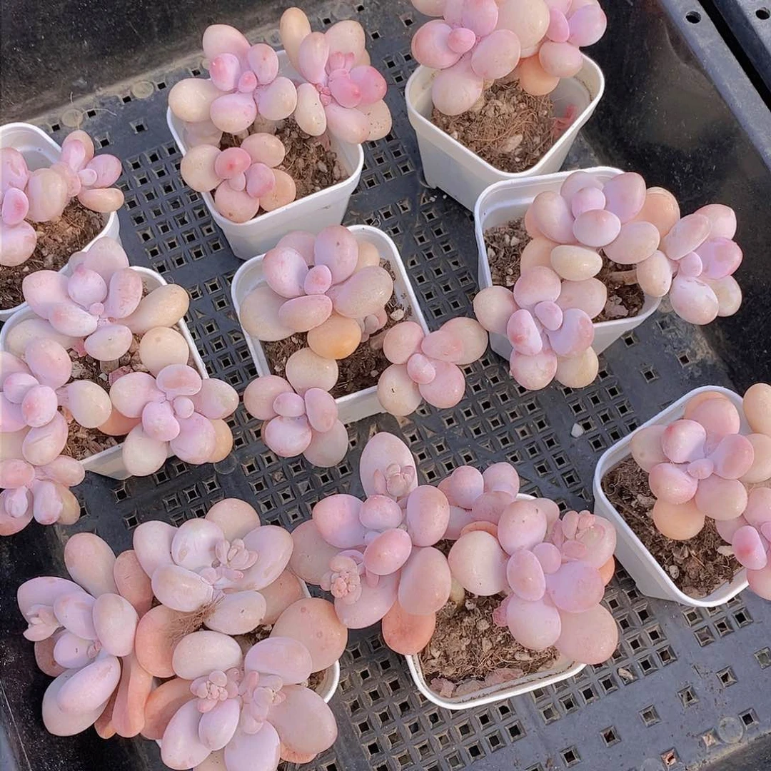 0308-小桃蛋群福利一颗 量拍