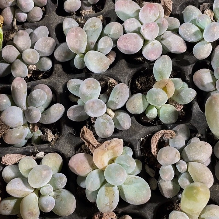 小汤圆1元带土发货