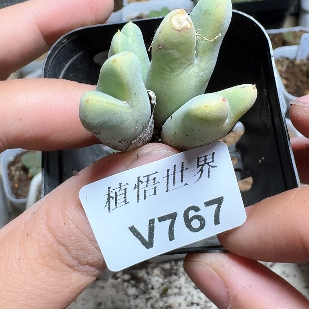 767盒多肉植物哇f g