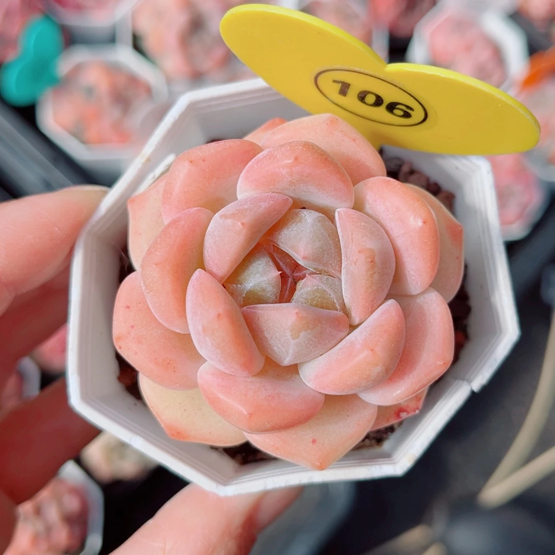 106号小老桩糖心单头