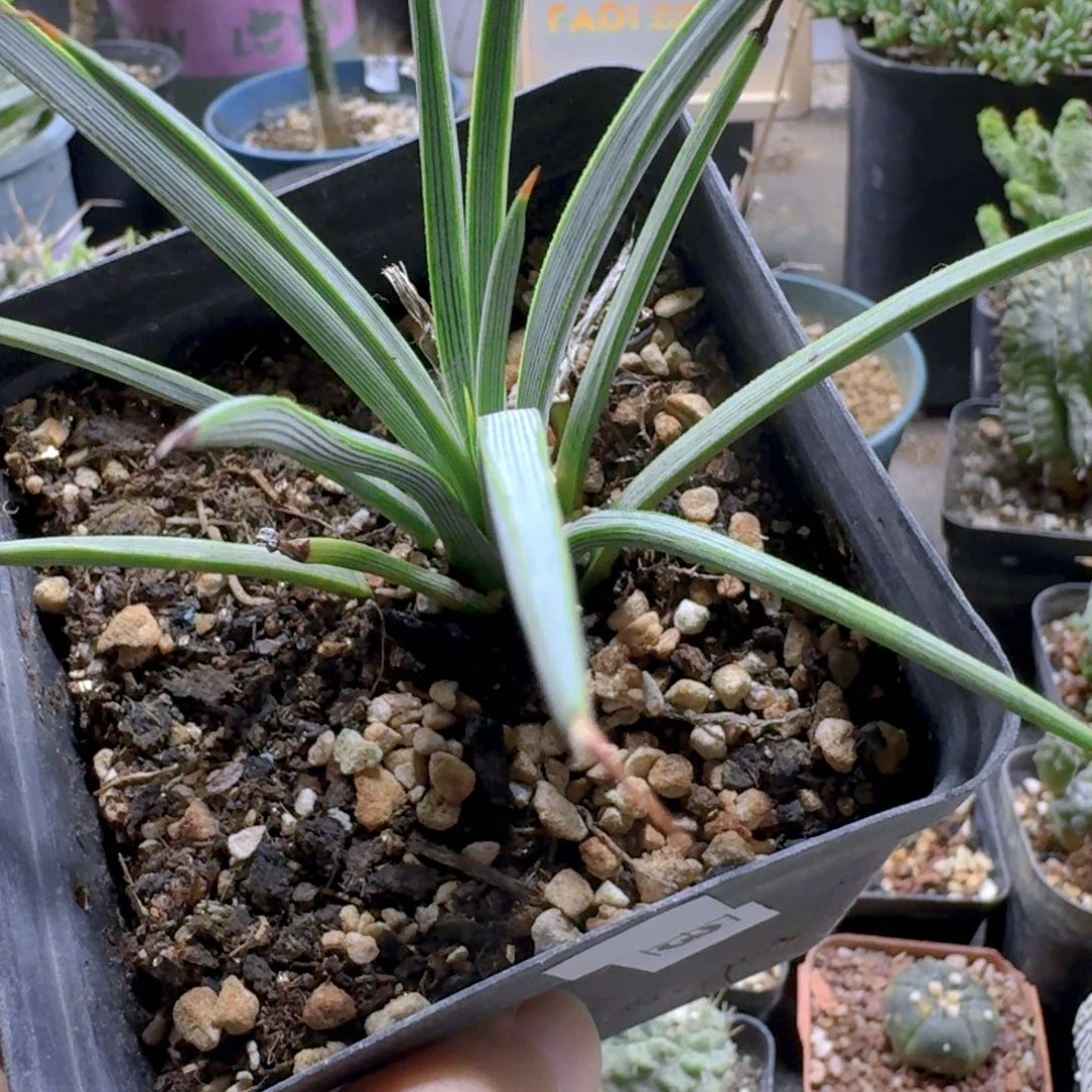 h***X913不知名脱土发货