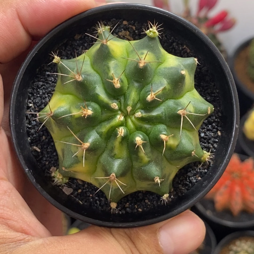泰系铭品侧——带盆土发货