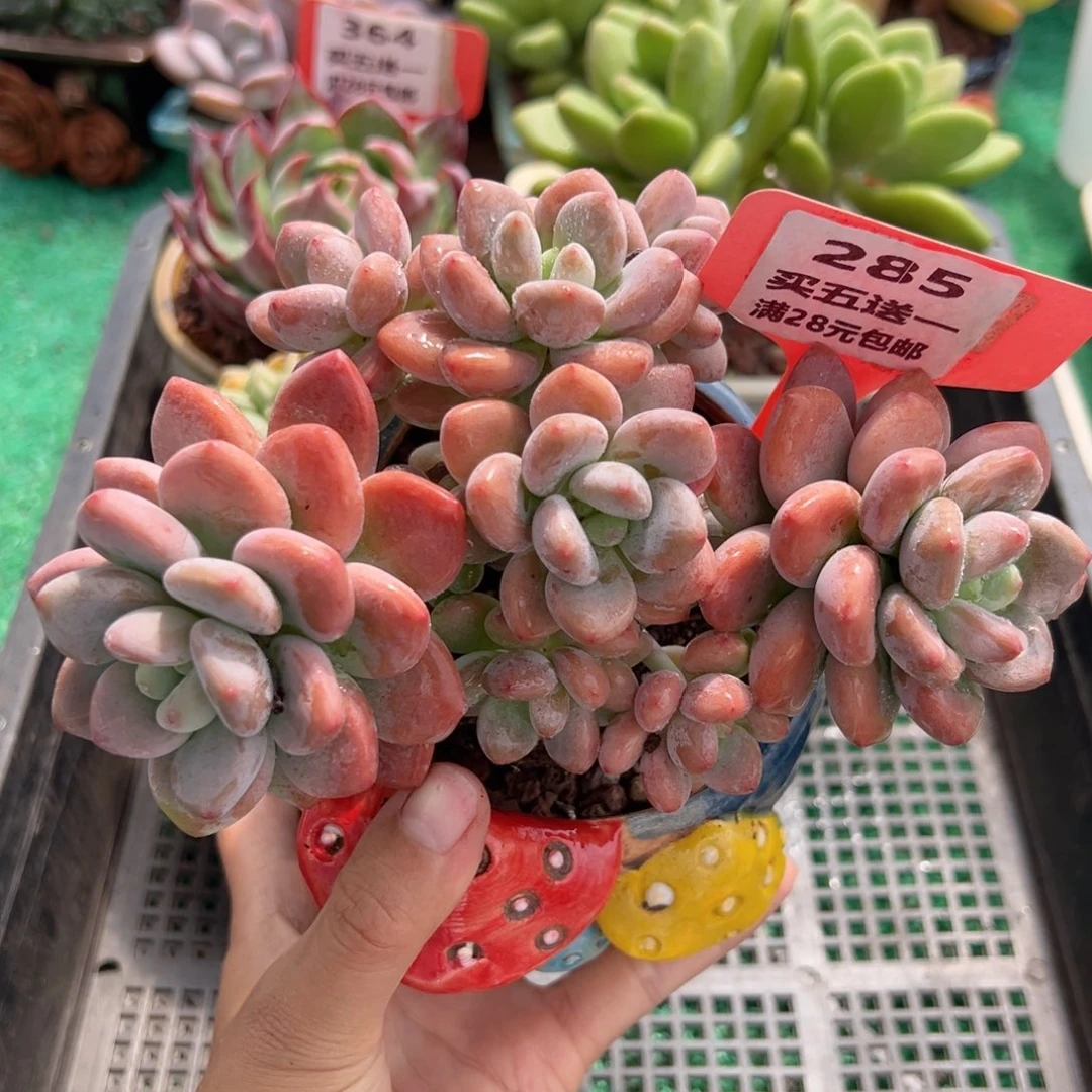 表妹精品多肉植物285: