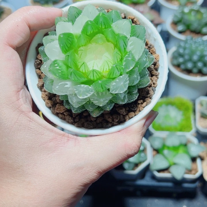翠云玉露锦多肉植物