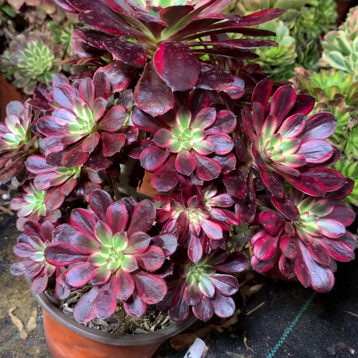 觉**花499多肉植物一物一拍