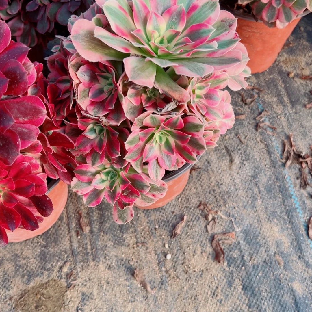 204粉女巫多肉植物法师多肉