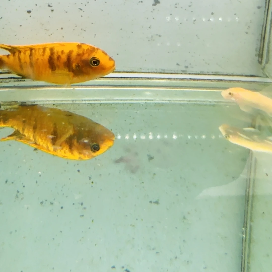 5***3海水1021黄金斑马nc。