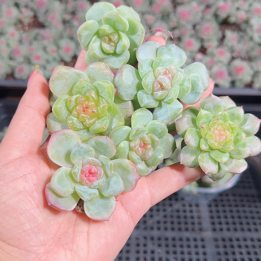0925---226糖心珍妮