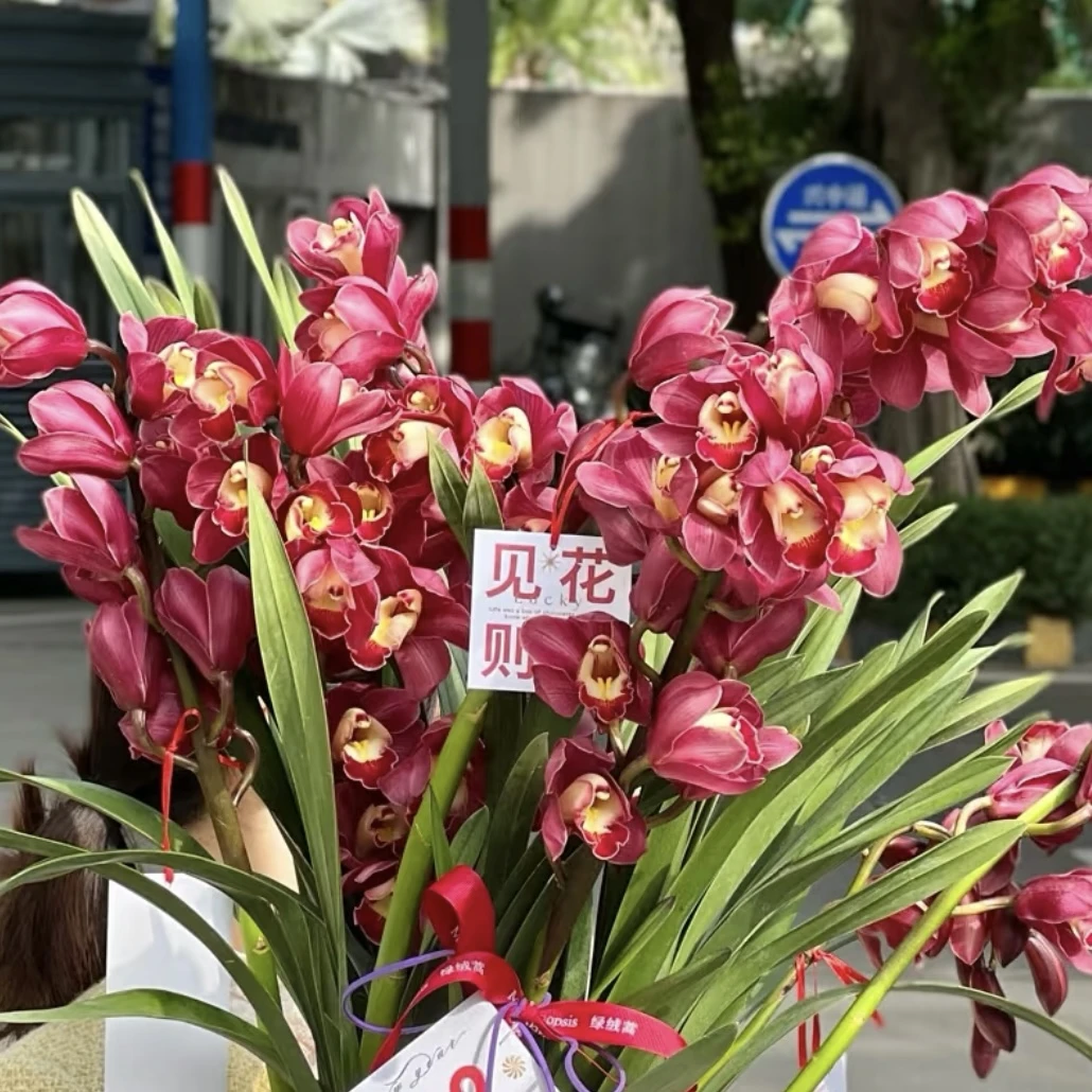大花蕙兰 品种不选【直兰】年宵花盆栽花卉多年生室内阳台