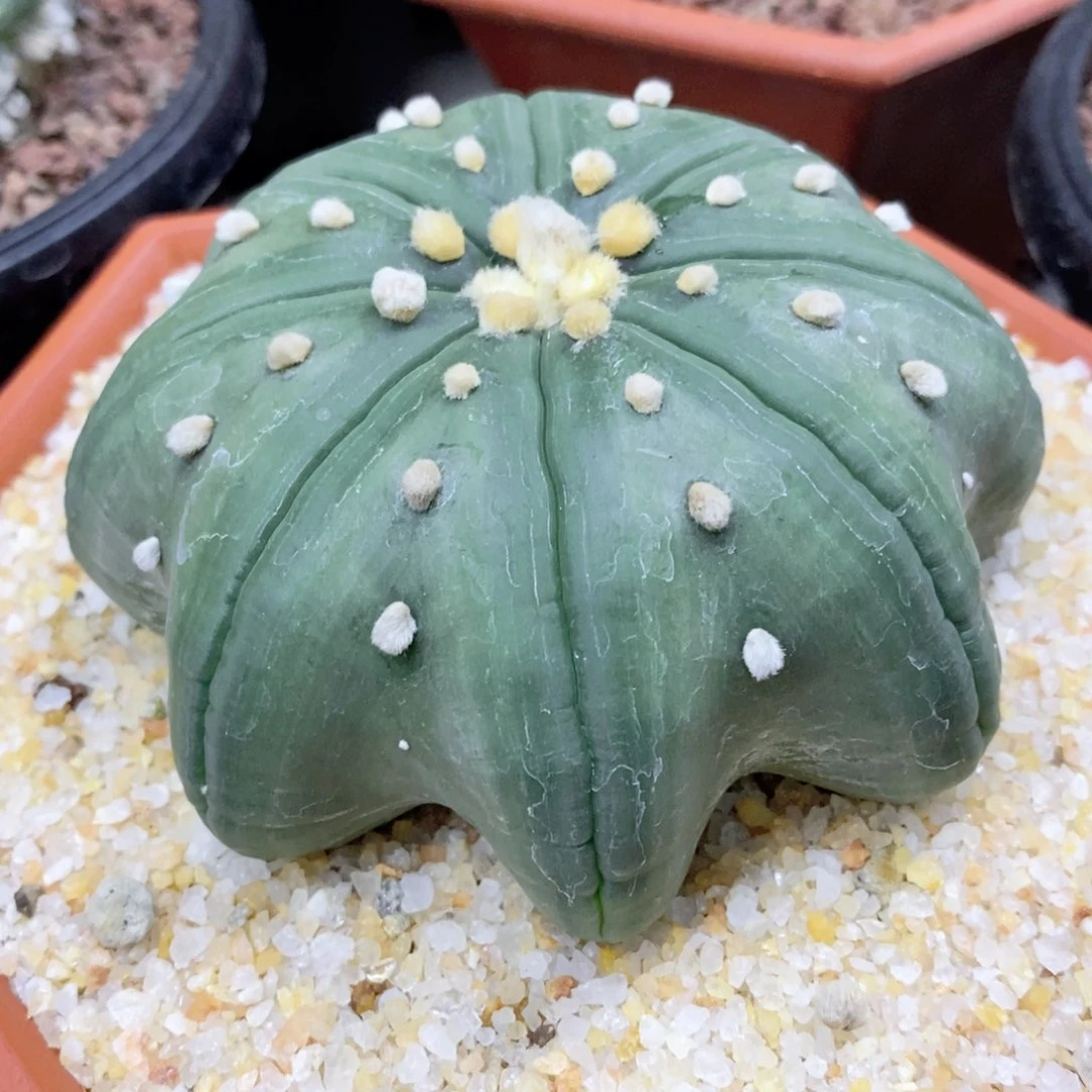 一***拔仙人球放一个花盆