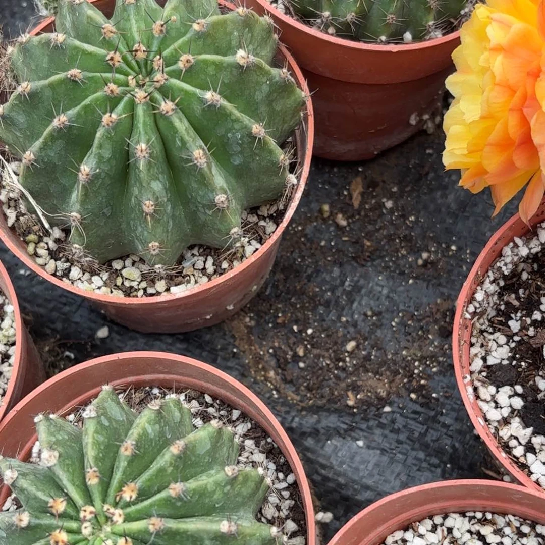 好**?奶酪3.5无根侧牙20包邮