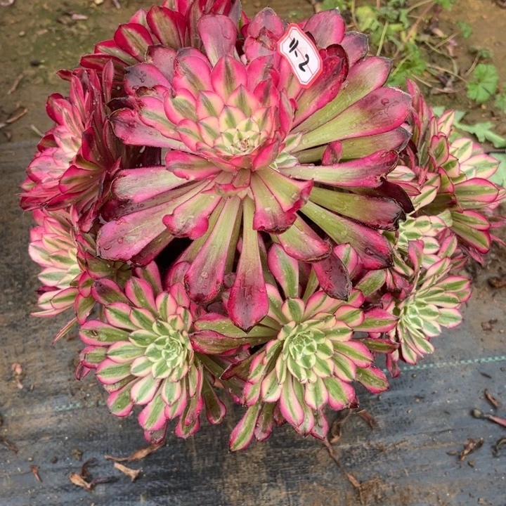 11-2红铜有断肢处理不售后多肉