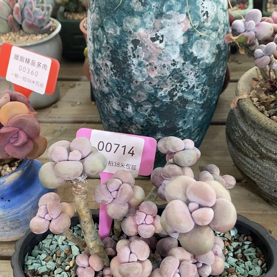 00714从图魔芋咯想我