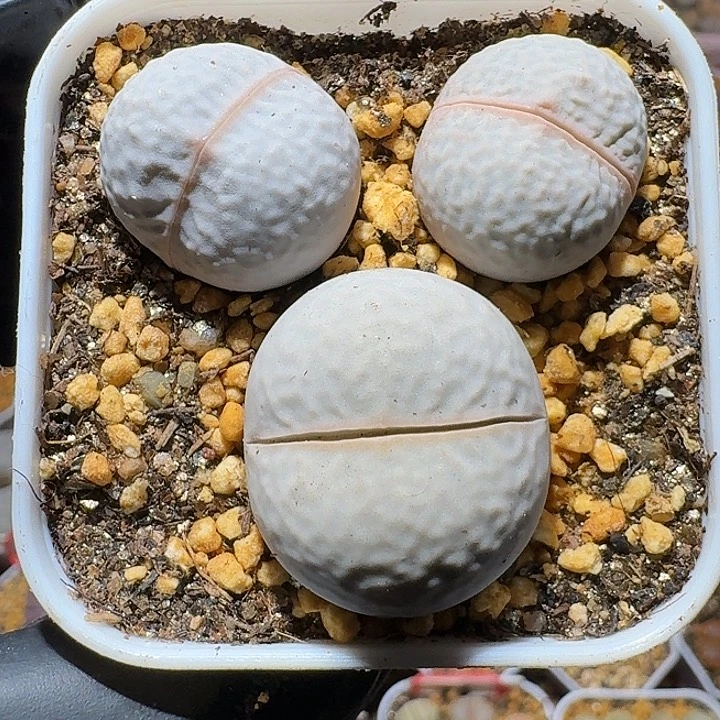 啊***l生石花1122222。  156