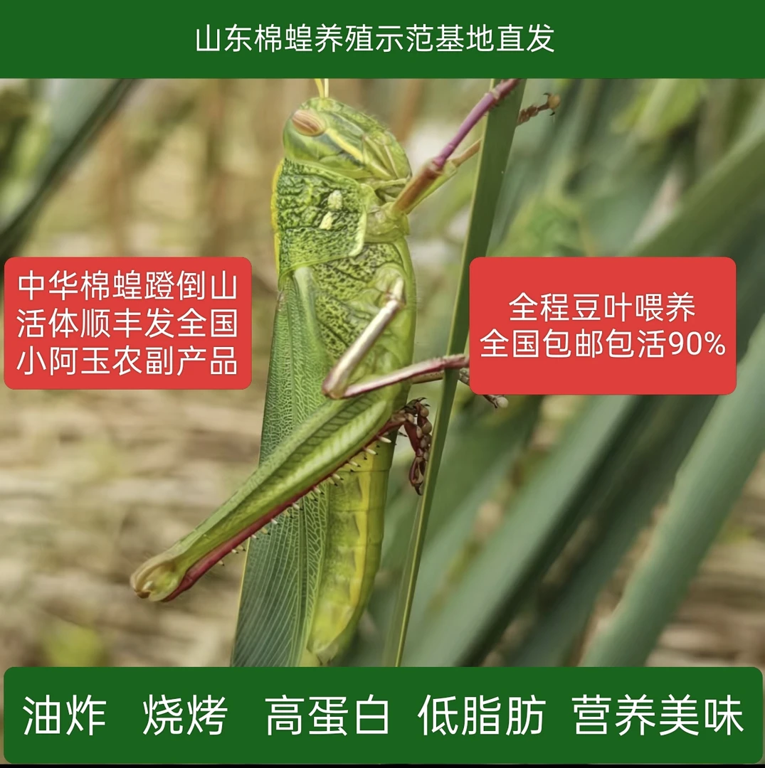 【精选优质活体】中华棉蟥蹬倒山棉蝗鸟宠喂养饲料顺丰包邮包活90%