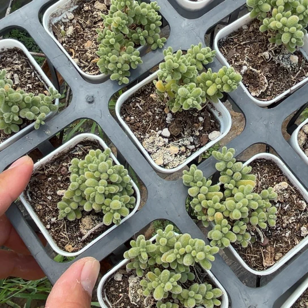 冰晶枝干一颗量拍多肉满18包邮满26多发一颗下午发