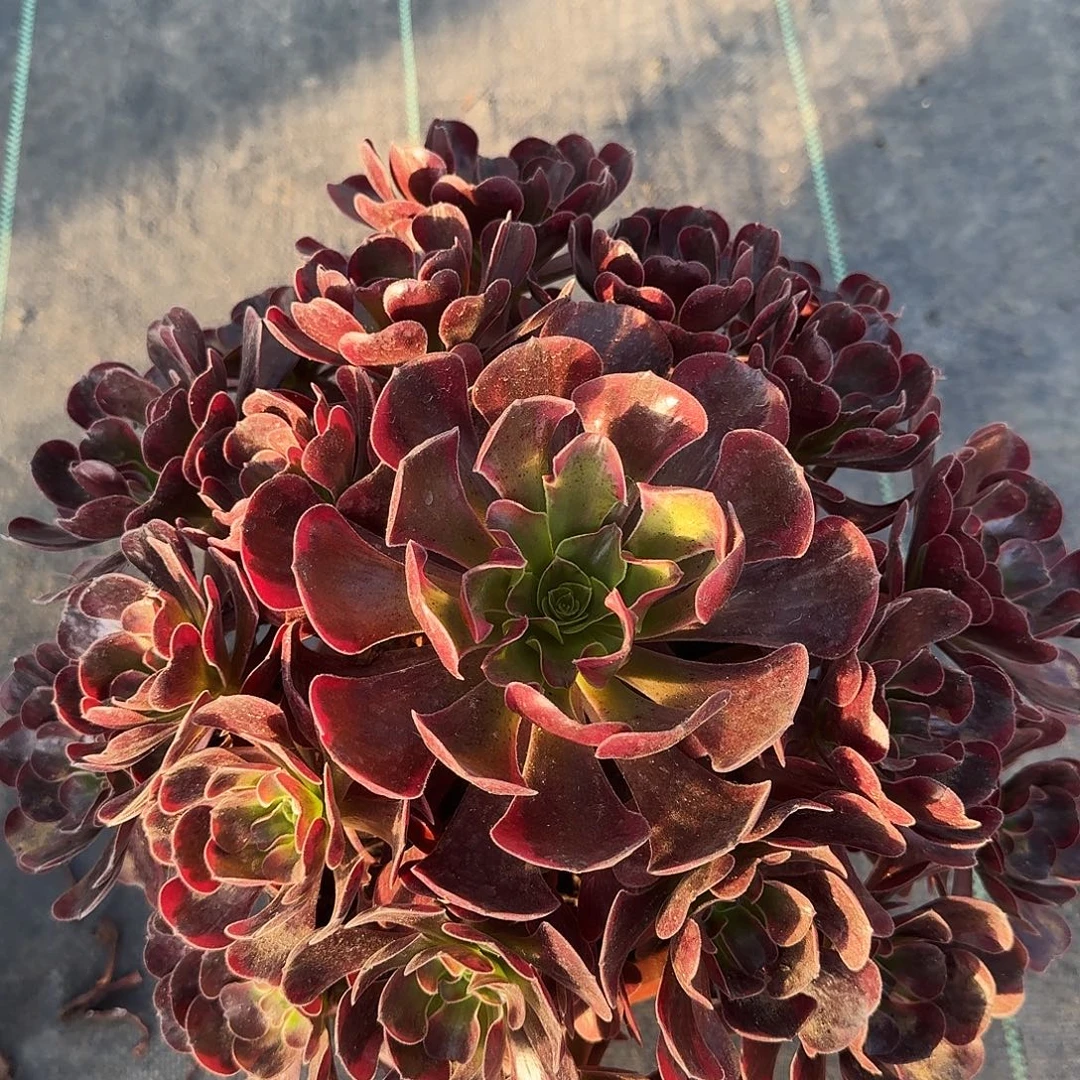 宁***)1159–爱神68福利古偶