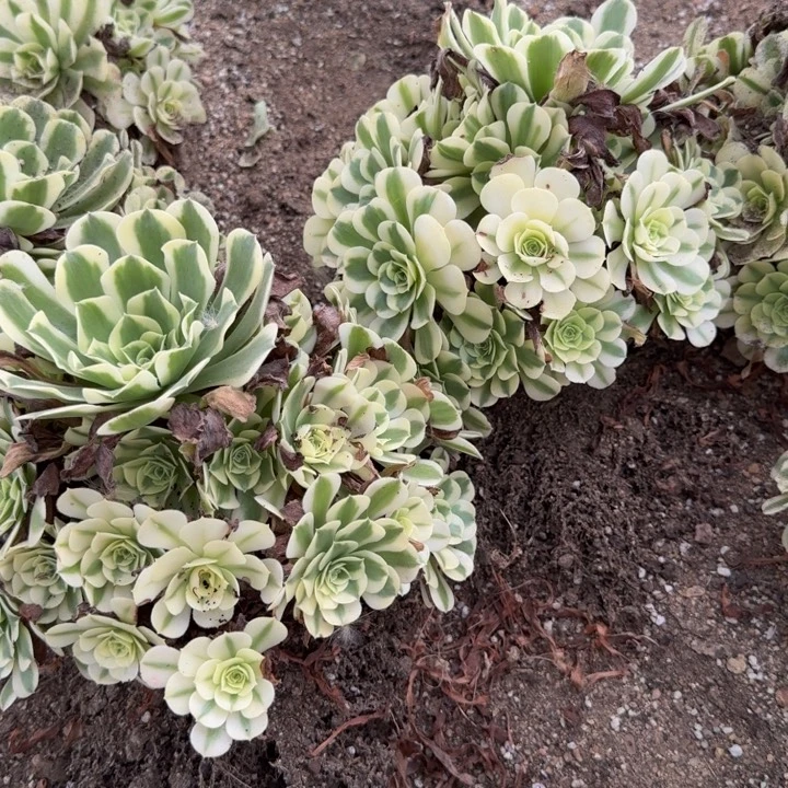 绿豆沙一颗。多肉植物
