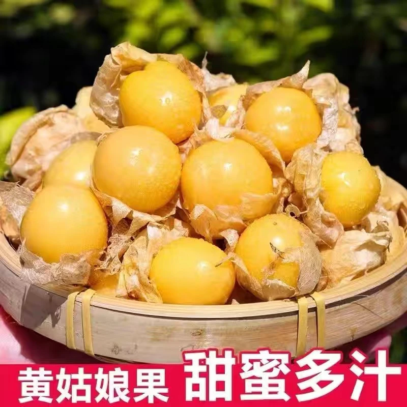 【满5包邮】黄姑娘果种子姑娘果种子粒甜黄姑娘果种子四季种阳