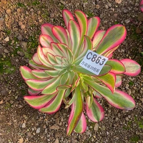 863冰激淋多肉偏崽