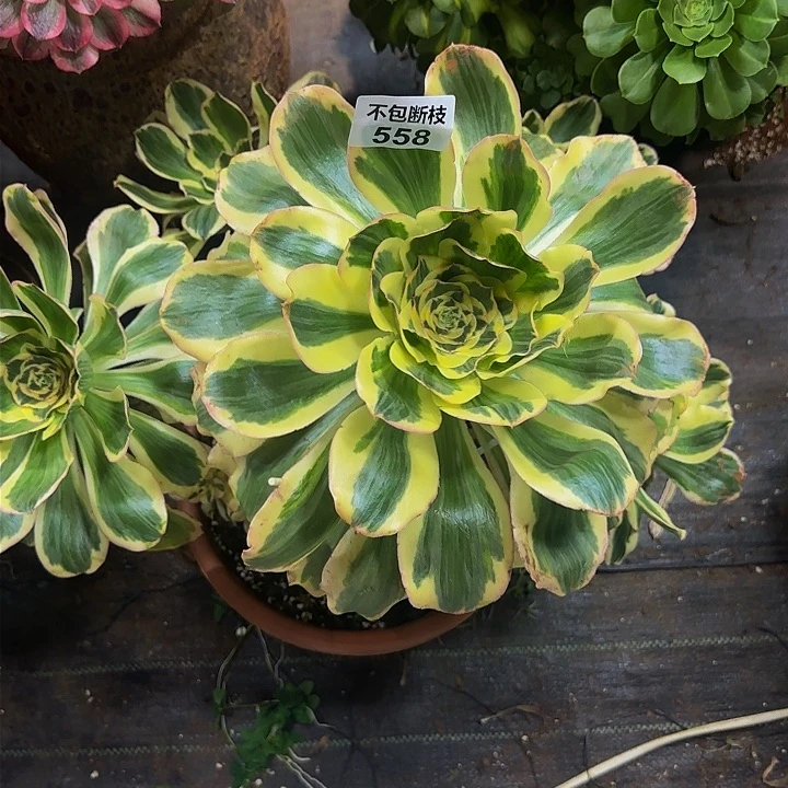 @****雅558多肉法师锦1111