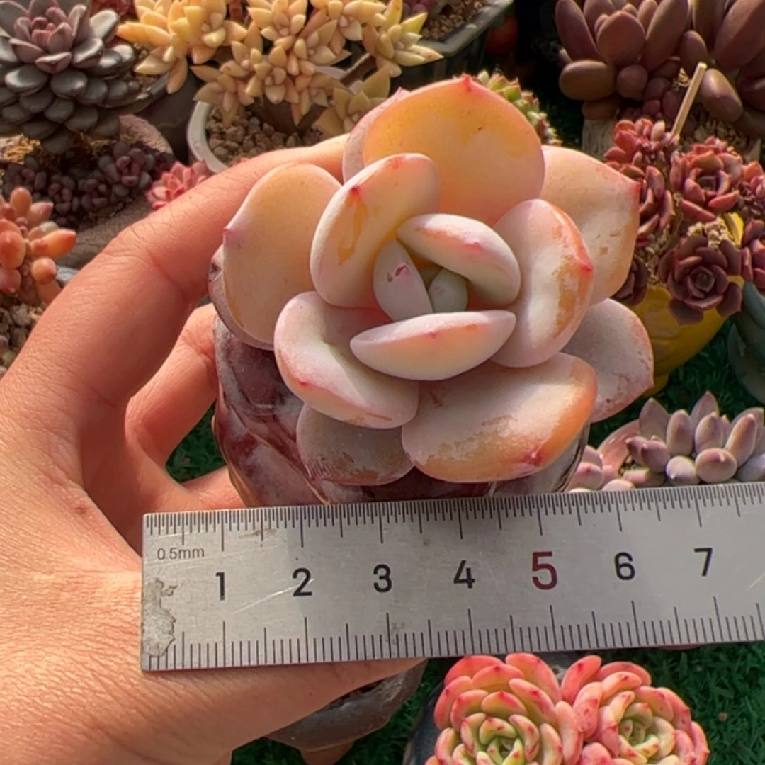 艳249 多肉植物组合盆栽