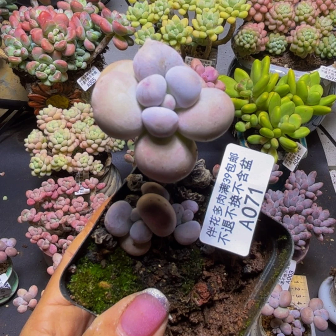 芭比奶酪071/5cm多肉