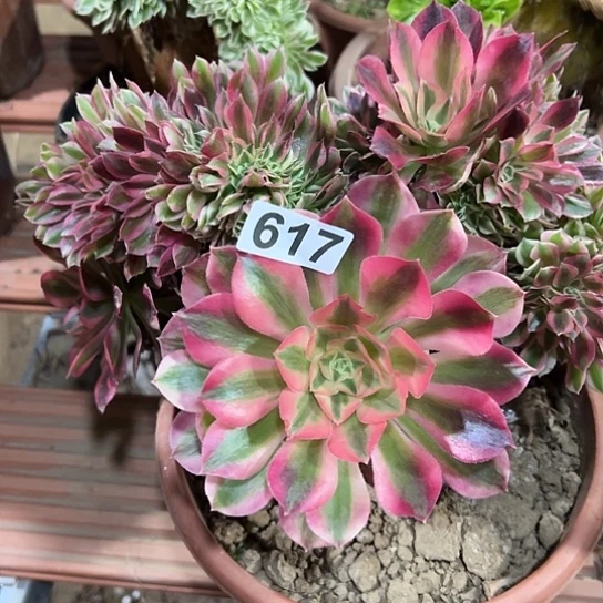 孟***织多肉植物一个女巫617