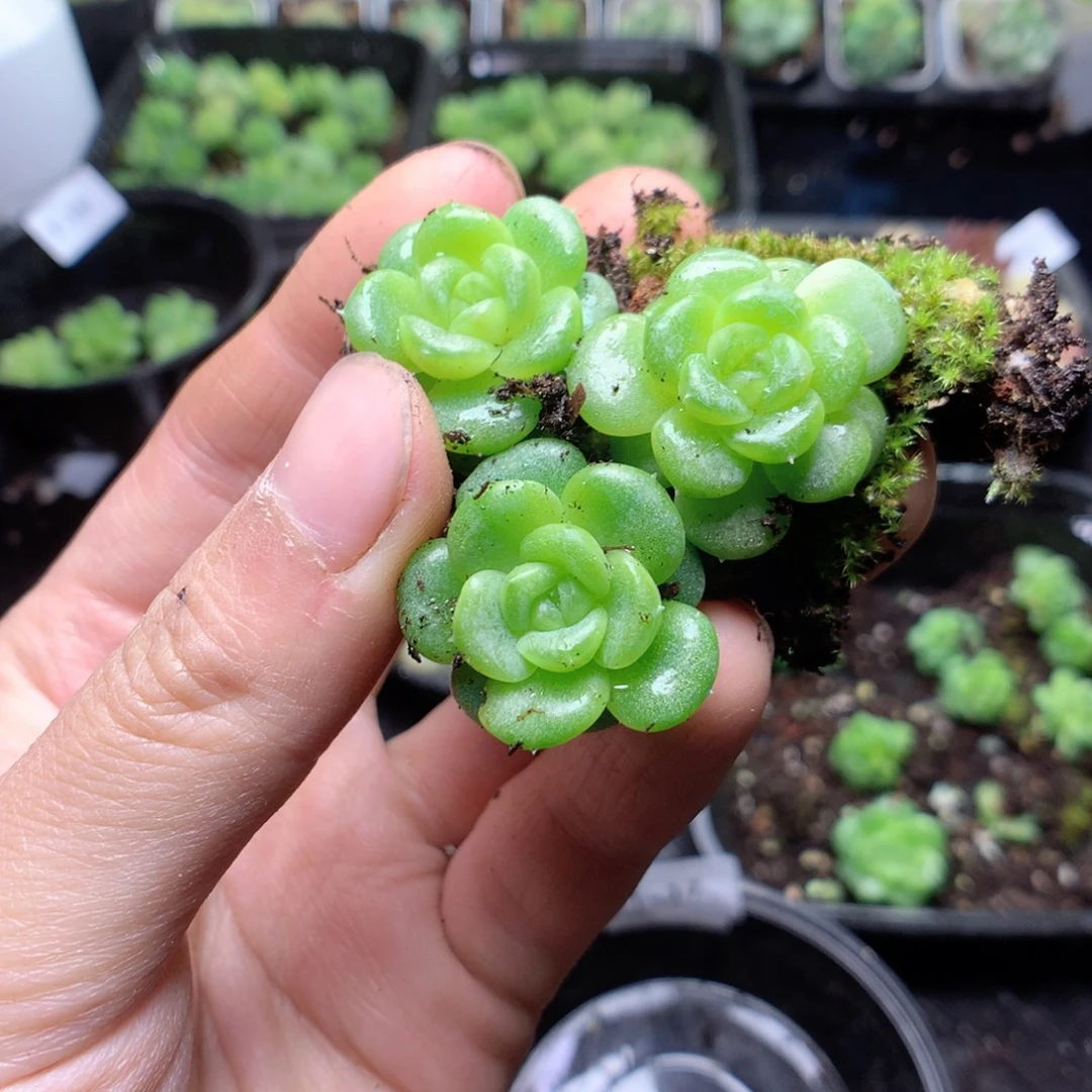 无花朵T17英语英语英语英语英语