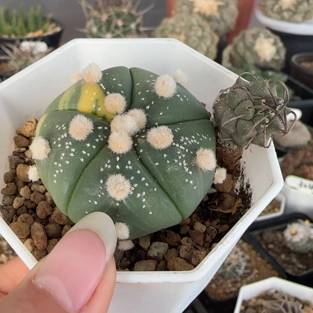 实生两颗多肉0000000