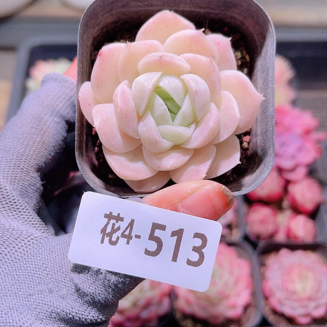 花04-513白冰雪单头