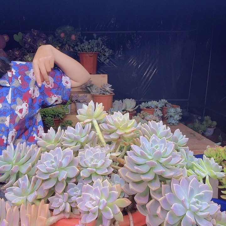 超大淡雪多肉植物