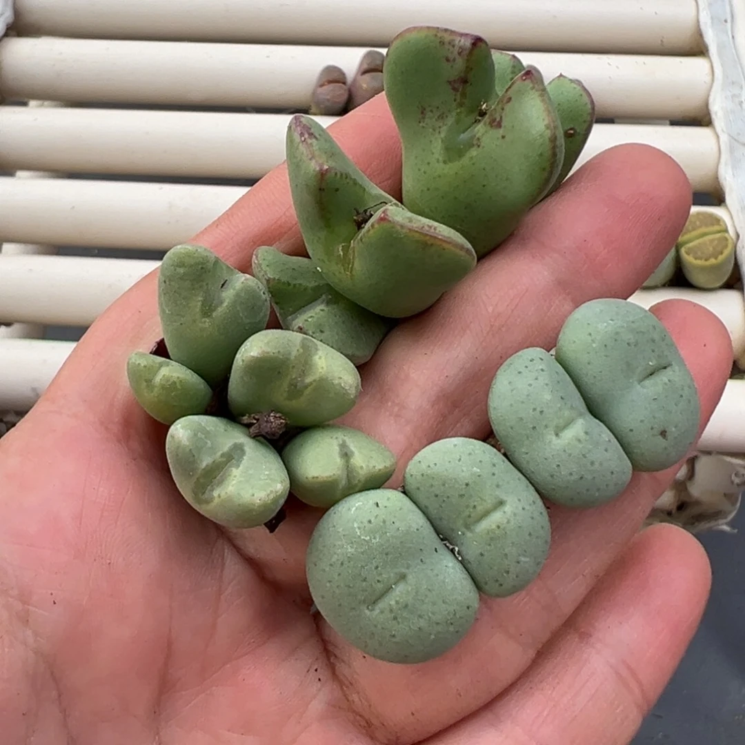 12.13好看的多肉脱土发货926