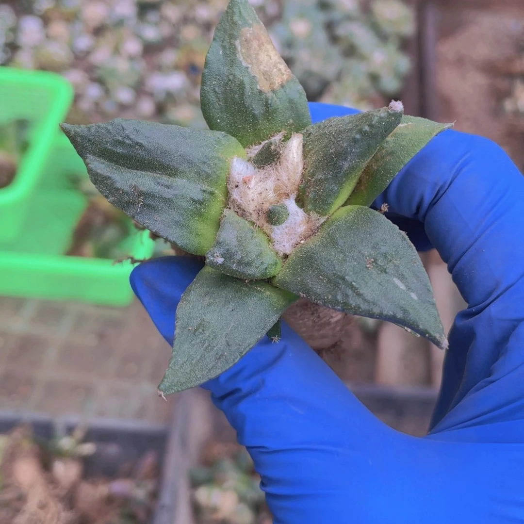 春***木实生统计福利福利