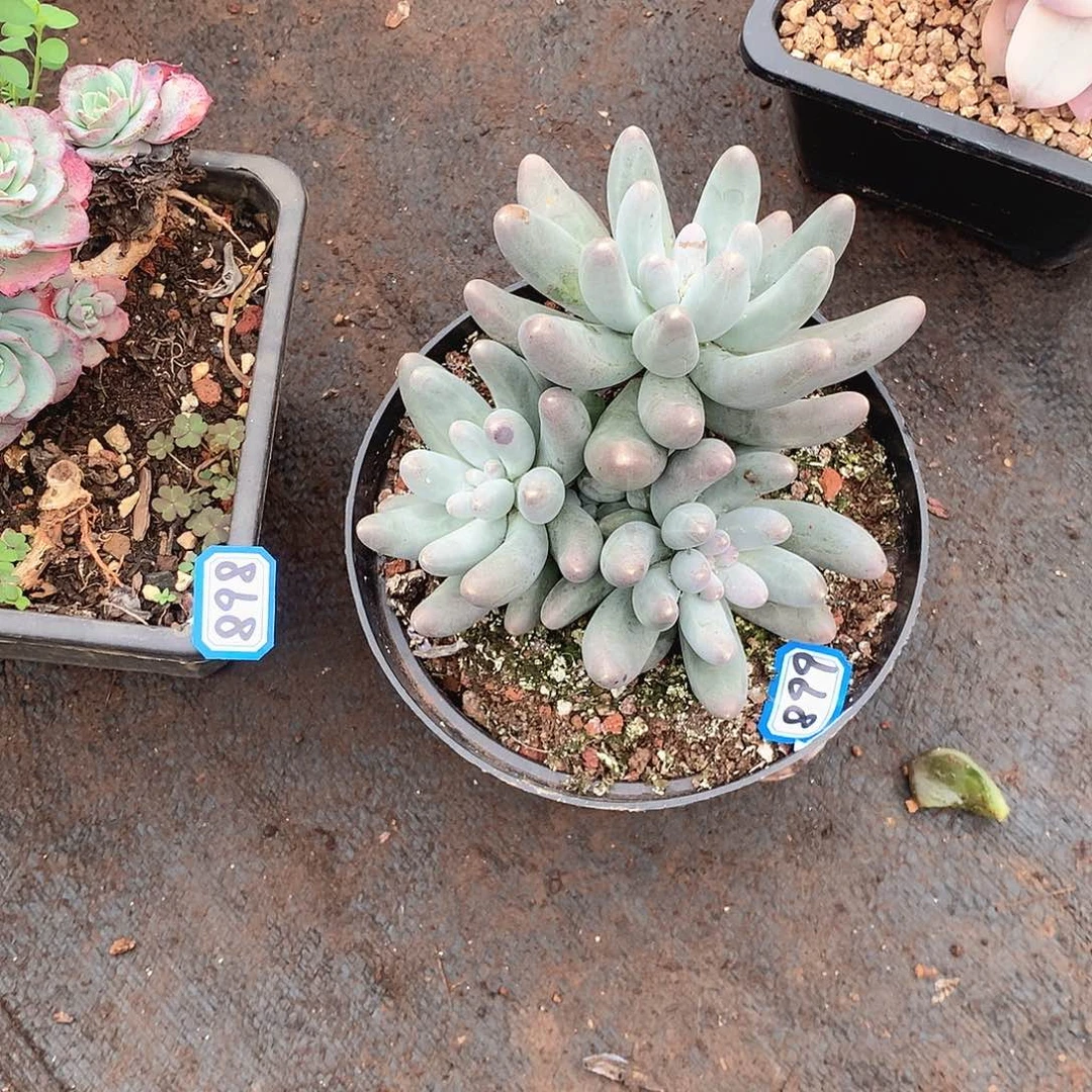 899乌拉奶 一物一拍多肉