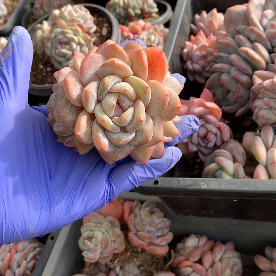 哈哈哈哈哈哈星影无砍