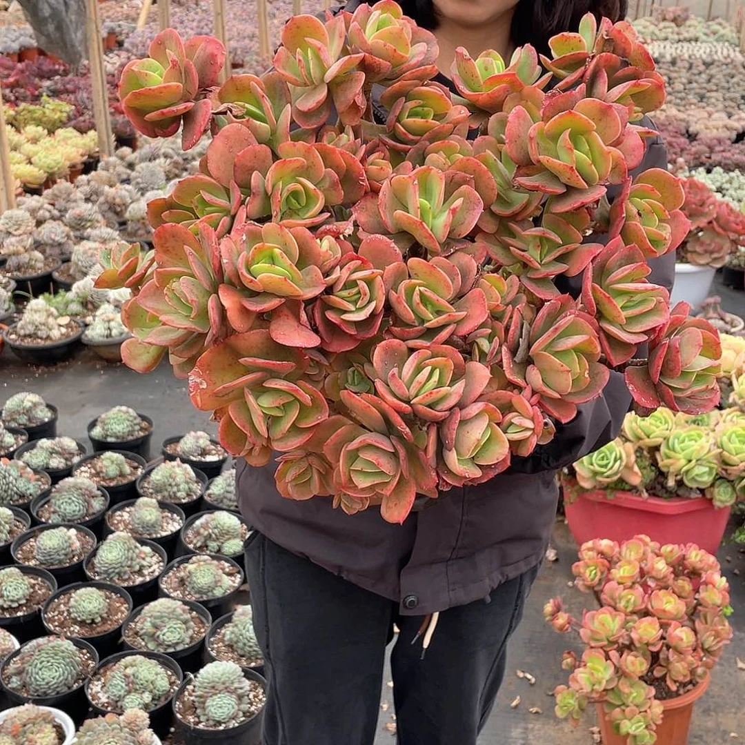 火焰玫瑰49米 量拍多肉