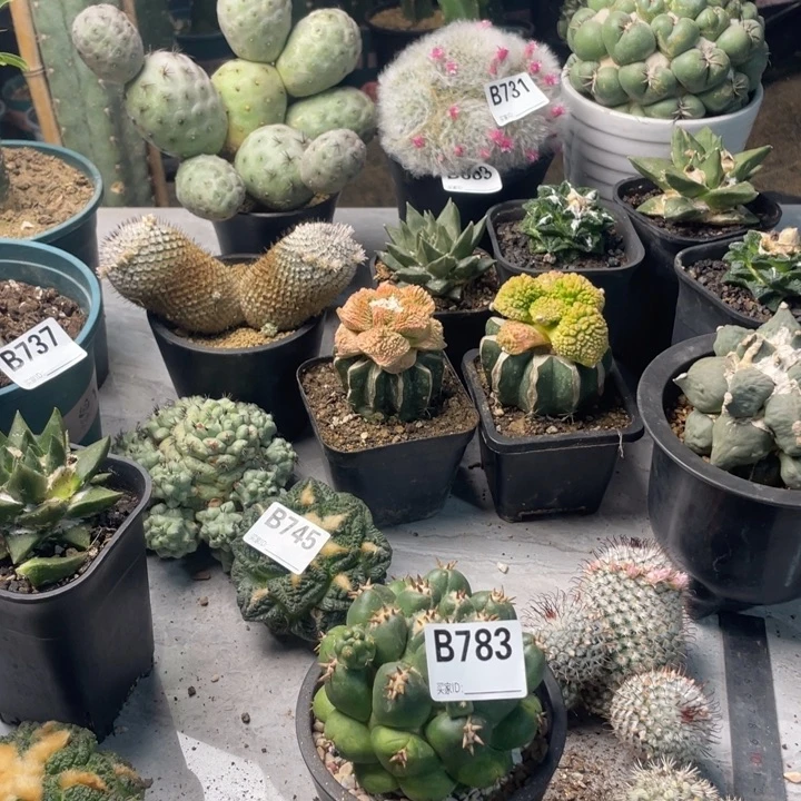 783象牙一个带根仙人球